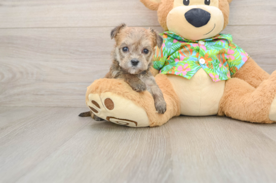 Morkie Puppy for Adoption