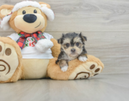 5 week old Morkie Puppy For Sale - Seaside Pups