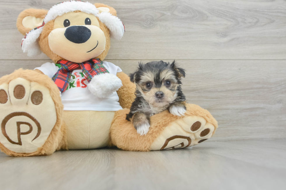 6 week old Morkie Puppy For Sale - Seaside Pups