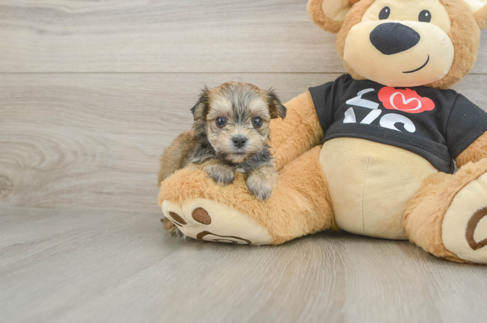 5 week old Morkie Puppy For Sale - Seaside Pups