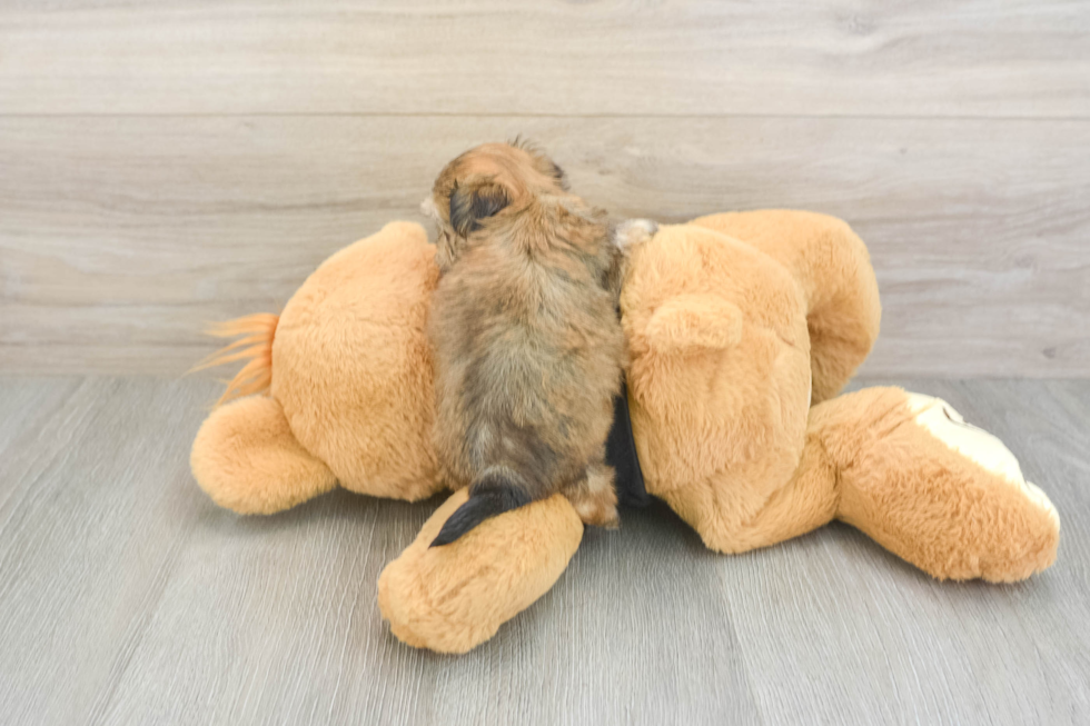 Petite Morkie Designer Pup