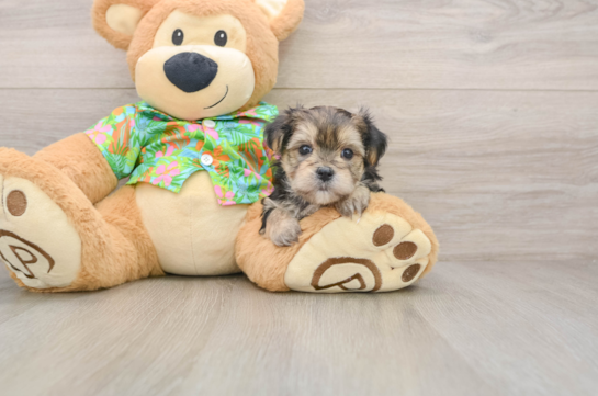 Funny Morkie Designer Pup