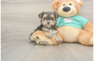 Fluffy Morkie Designer Pup