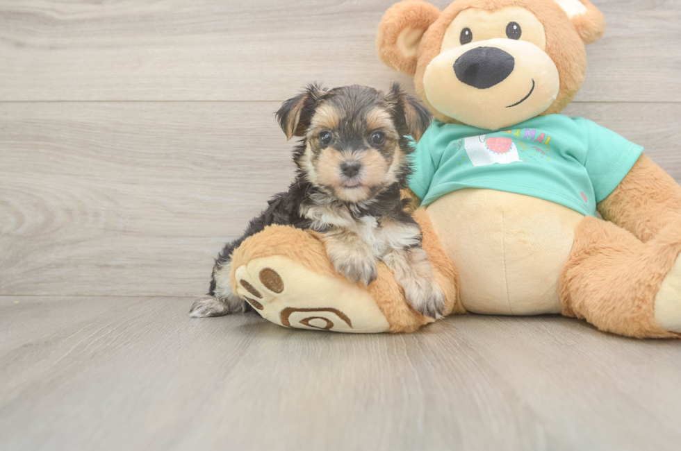5 week old Morkie Puppy For Sale - Seaside Pups