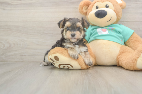 Fluffy Morkie Designer Pup