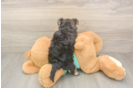 Best Morkie Baby