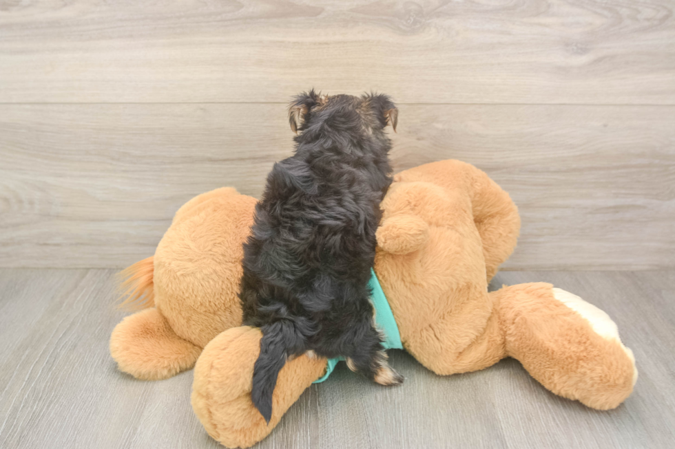 Best Morkie Baby
