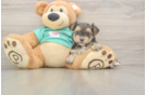 Best Morkie Baby