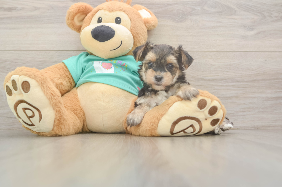 Best Morkie Baby