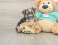 8 week old Morkie Puppy For Sale - Seaside Pups