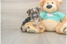 Sweet Morkie Baby
