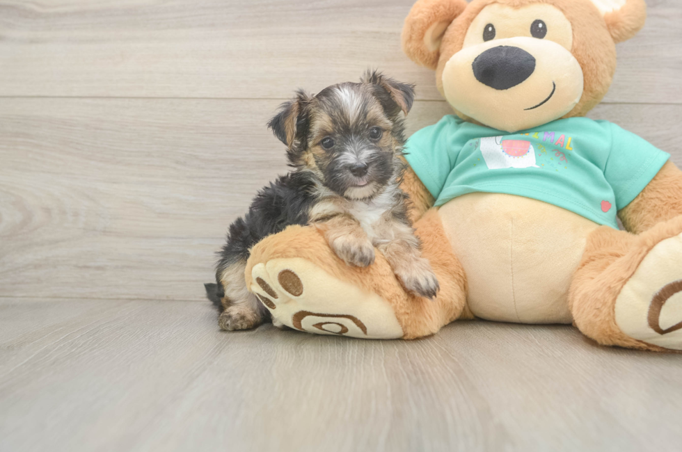 5 week old Morkie Puppy For Sale - Seaside Pups