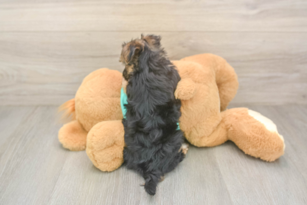 Sweet Morkie Baby