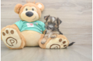 Morkie Puppy for Adoption