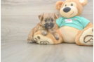 Adorable Morkshire Terrier Designer Puppy