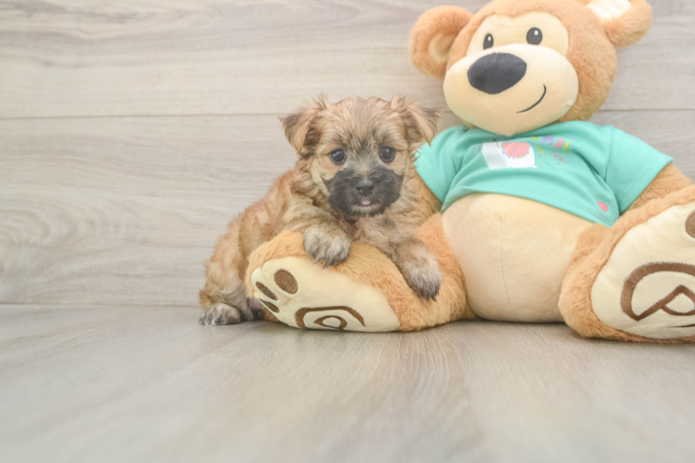 Adorable Morkshire Terrier Designer Puppy
