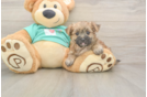 Playful Morkshire Terrier Designer Puppy