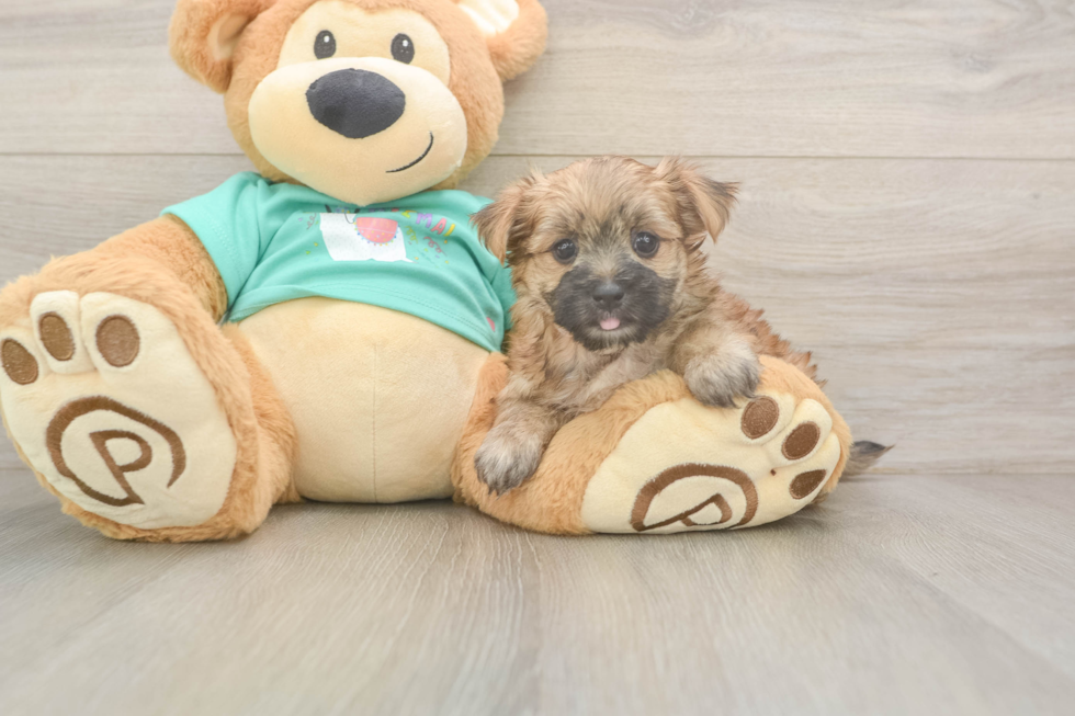 Playful Morkshire Terrier Designer Puppy