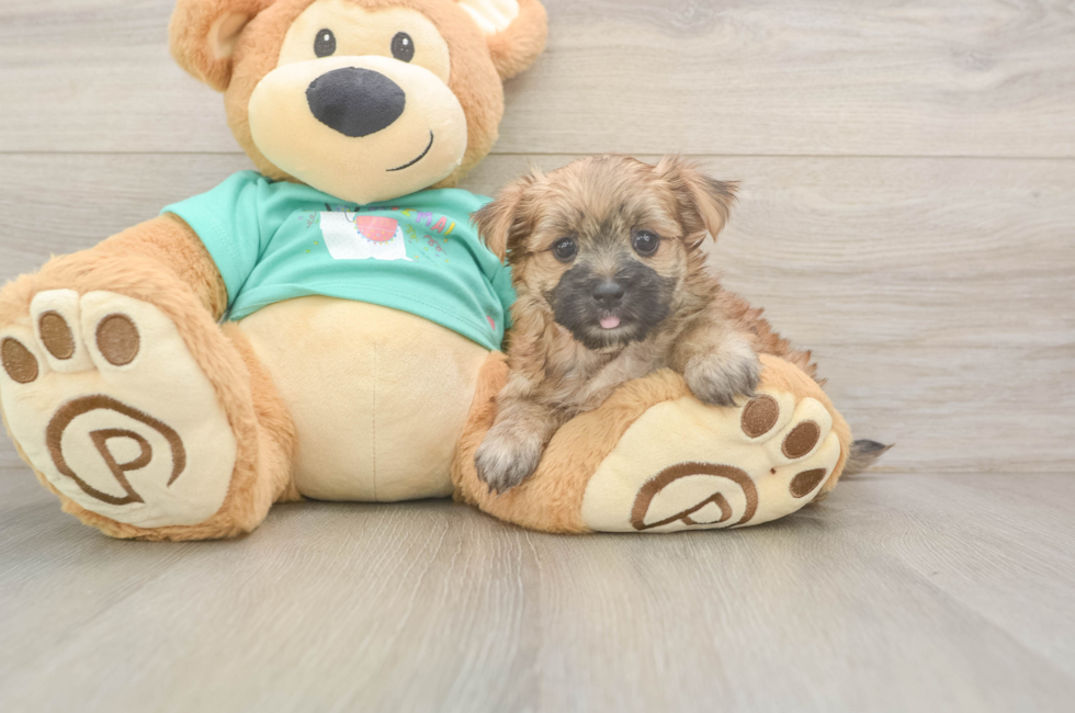 5 week old Morkie Puppy For Sale - Seaside Pups