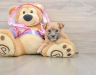 6 week old Morkie Puppy For Sale - Seaside Pups