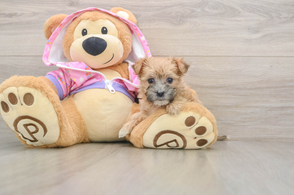 5 week old Morkie Puppy For Sale - Seaside Pups