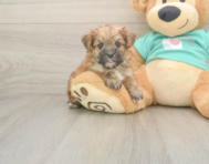 8 week old Morkie Puppy For Sale - Seaside Pups