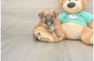 Energetic Yorktese Designer Puppy
