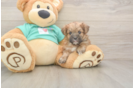 Best Morkie Baby
