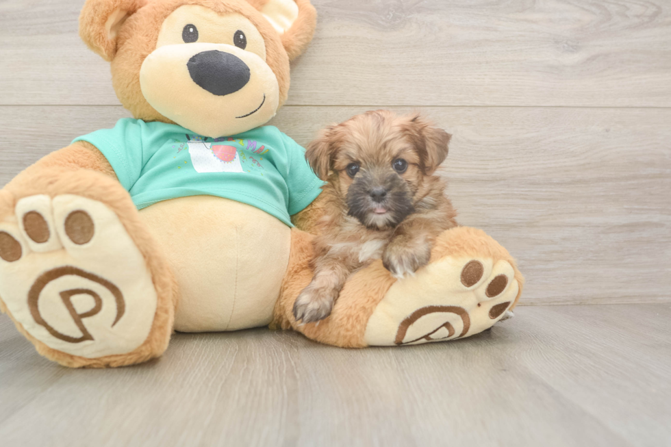 Best Morkie Baby