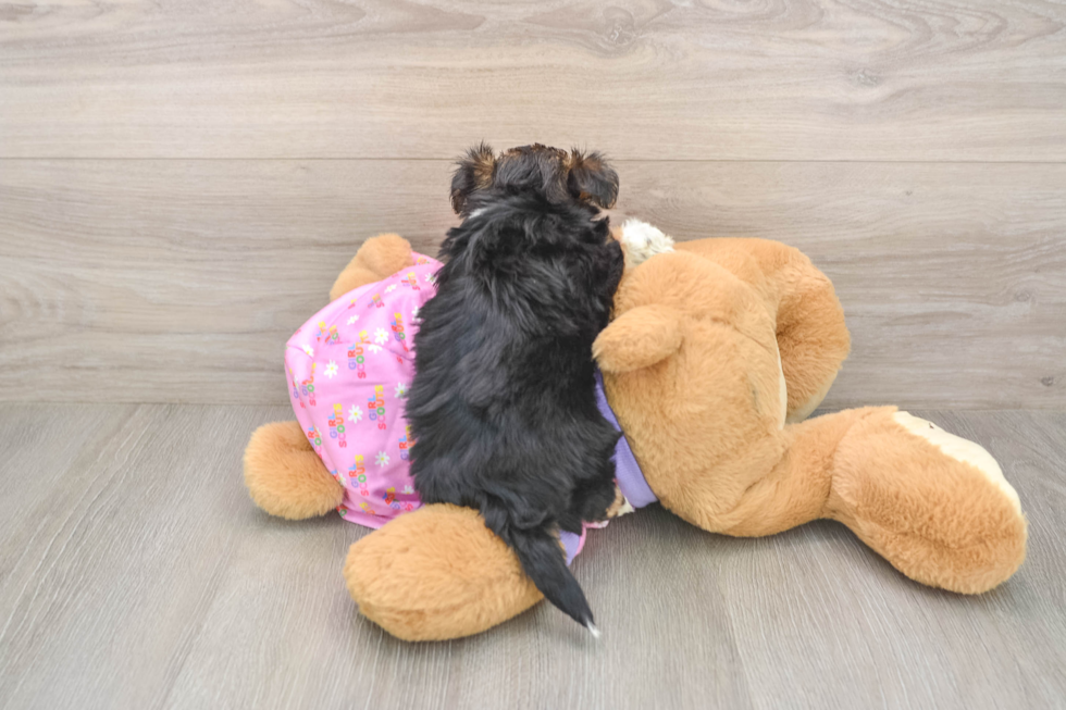 Hypoallergenic Yorkiemalt Designer Puppy