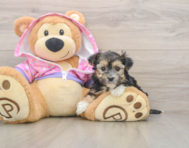 6 week old Morkie Puppy For Sale - Seaside Pups
