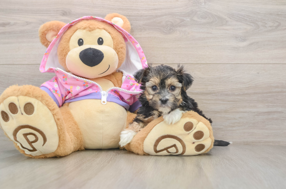 5 week old Morkie Puppy For Sale - Seaside Pups