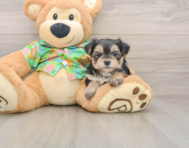 6 week old Morkie Puppy For Sale - Seaside Pups