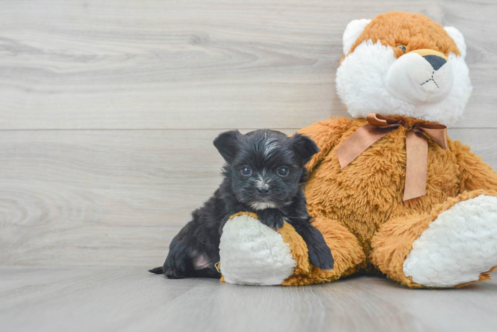 Playful Yorkie Designer Puppy