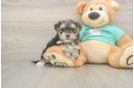 Hypoallergenic Maltese Yorkie Mix Designer Puppy