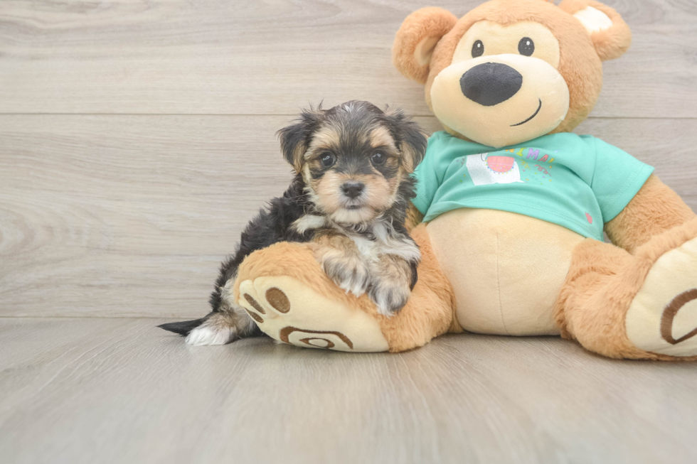 Hypoallergenic Maltese Yorkie Mix Designer Puppy