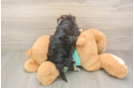 Playful Maltiyork Designer Puppy
