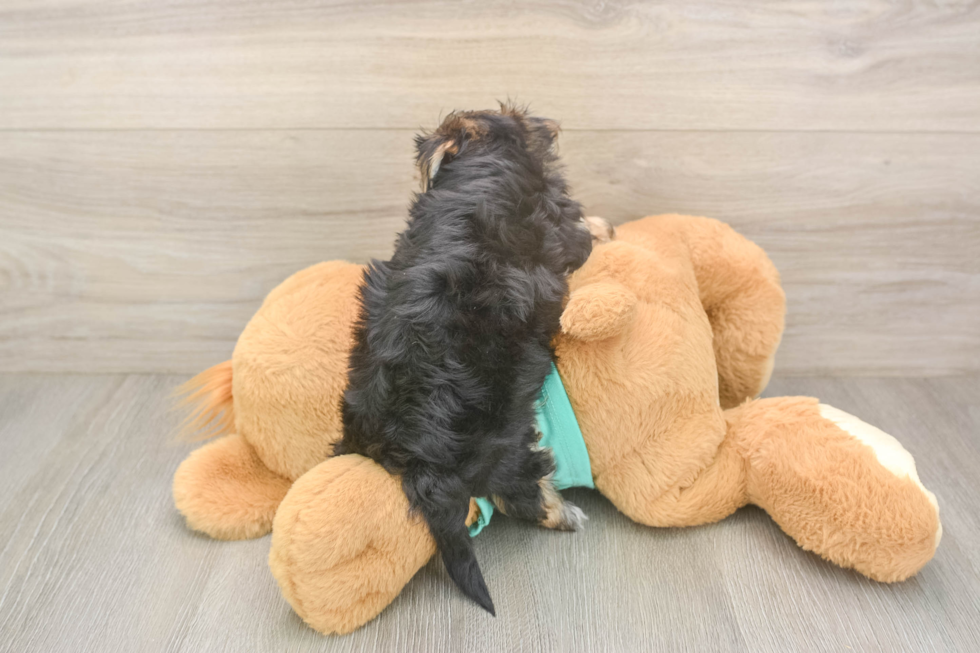 Playful Maltiyork Designer Puppy