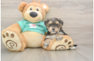 Morkie Puppy for Adoption