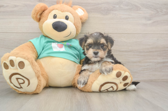 Morkie Puppy for Adoption