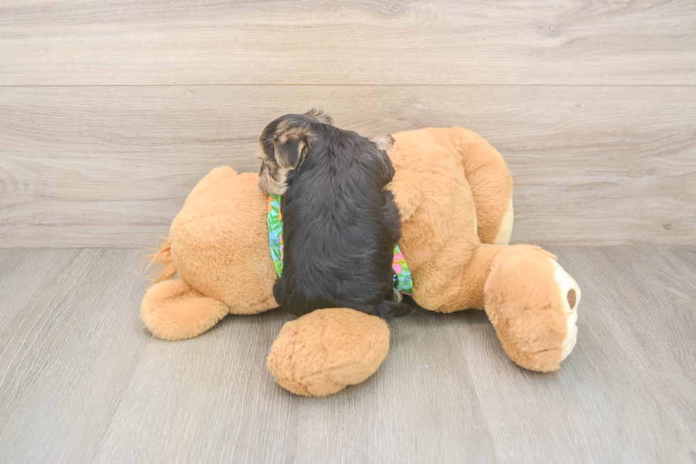 Best Morkie Baby