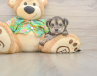 5 week old Morkie Puppy For Sale - Seaside Pups