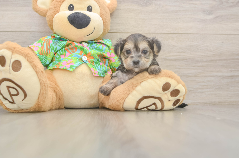 5 week old Morkie Puppy For Sale - Seaside Pups