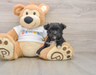 6 week old Morkie Puppy For Sale - Seaside Pups