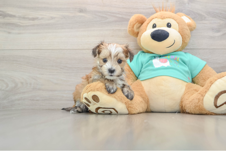 Morkie Pup Being Cute