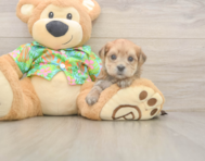 5 week old Morkie Puppy For Sale - Seaside Pups