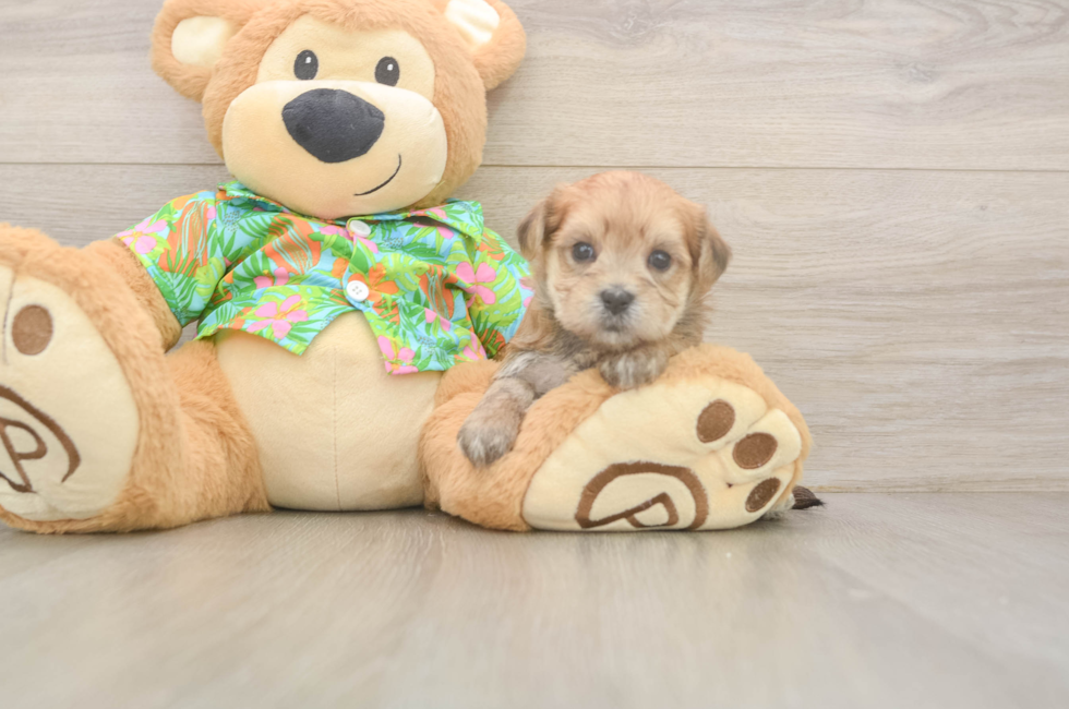5 week old Morkie Puppy For Sale - Seaside Pups