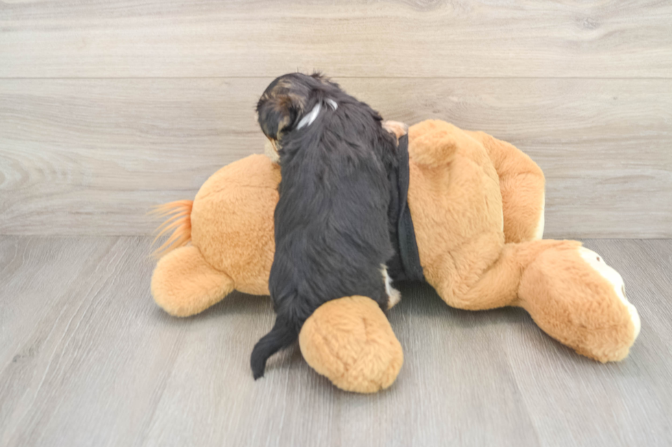 Morkie Puppy for Adoption