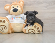 5 week old Morkie Puppy For Sale - Seaside Pups