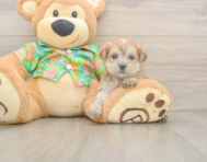 5 week old Morkie Puppy For Sale - Seaside Pups
